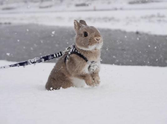 兔兔跟着主人看日出爬雪山赏樱花惬意的兔生让人边融化边羡慕