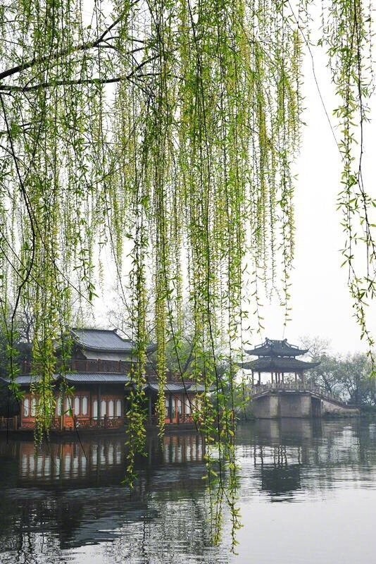 满目翠色池边柳,一树青丝最怜人