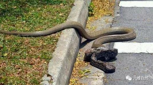 眼镜王蛇猎食蟒蛇图,才知它为何敢称王蛇!