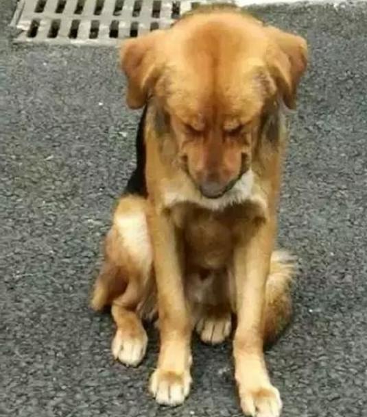 马路中央坐着一只低头不语的狗狗,知道原因后,愤怒不已