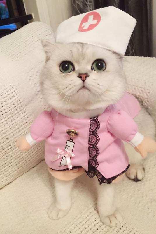 遇上爱打扮的铲屎官,爱给英短猫穿衣服