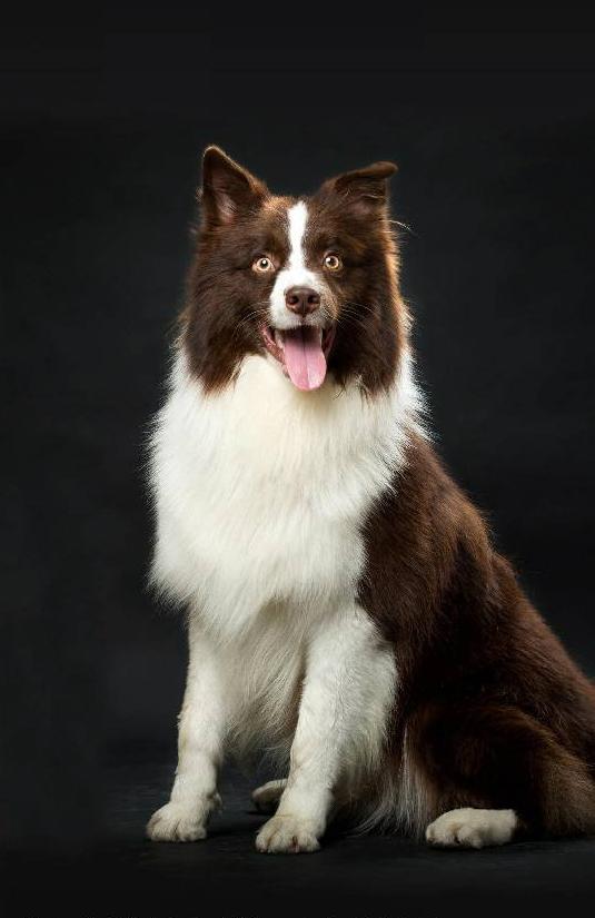 博美犬抬头向上望,浑身毛茸茸,好似一个大号的毛球!