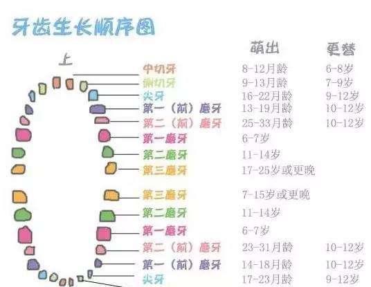 乳牙萌出的特点