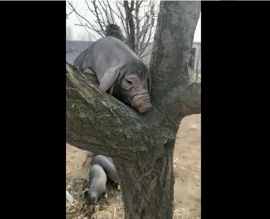 母猪会上树是种啥体验?摆拍的这些人可真会玩|母猪|黑色|男人_新浪新闻