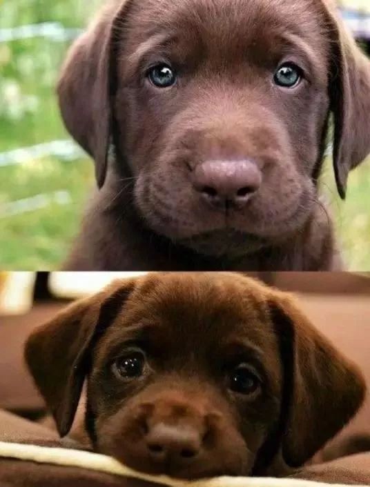 世界上最要命的就是狗狗委屈的看着你,看到那笑表情,心都融化了