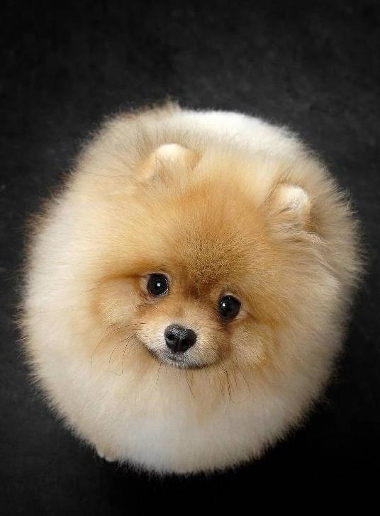 博美犬抬头向上望,浑身毛茸茸,好似一个大号的毛球!