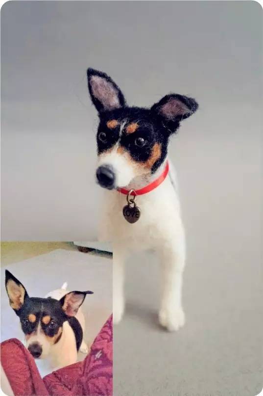 什么叫巴掌大的狗,今天算是见识到了