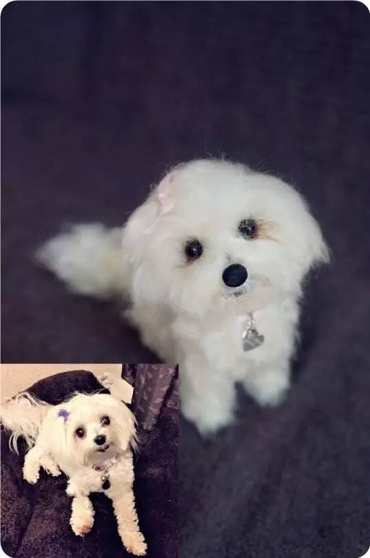 什么叫巴掌大的狗,今天算是见识到了