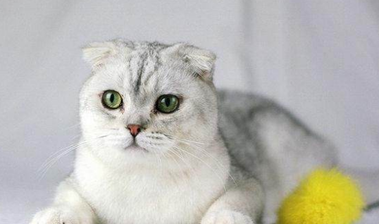 同胞兄弟有折耳的英短立耳是否会有基因缺陷