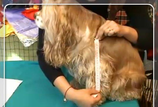 学习狗狗衣服制作的测量方法,做个四腿连体服,保暖又卫生