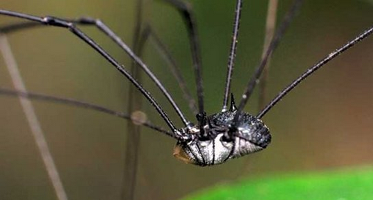 适合人类饲养的宠物蜘蛛品种主要有哪些呢?宠物蜘蛛种类图片大全