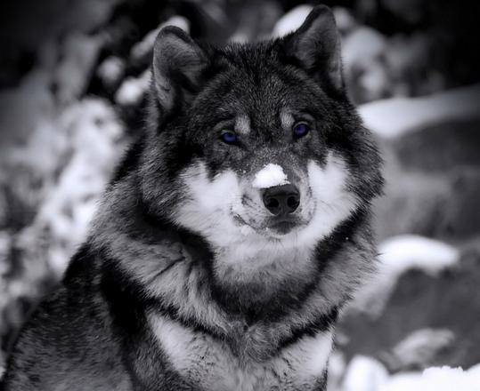 村长掏狼崽遭母狼报复,小儿子命丧黄泉,冤孽,冤孽!