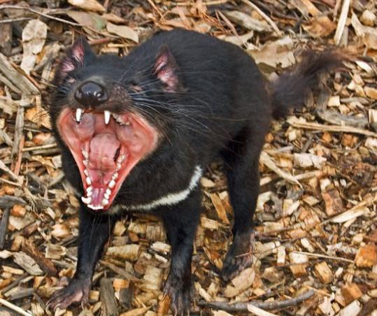 世界最大的食肉有袋动物——袋獾!