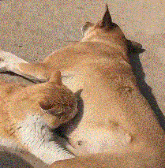 猫咪依赖狗狗把它当妈妈,躺怀里撒娇当宝宝主人看懵