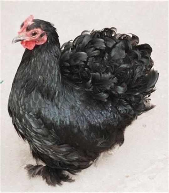 宠物也可以是只鸡,大家见过这些宠物鸡吗|宠物鸡|鸡|松鼠_新浪新闻