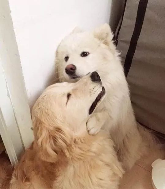 萨摩耶想了个办法越狱,却让金毛把孩子们关进栏杆里