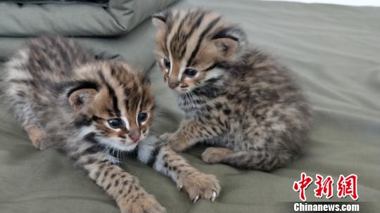 近日该县一村民在路边捡到两只可爱的动物幼崽,以为是别人遗弃的小猫