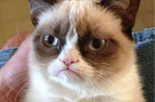 不爽猫出生时即患有侏儒症和反颌症,以至于其总是一副很不爽的表情