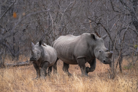 带上索尼a9和g大师镜头穿越非洲丛林