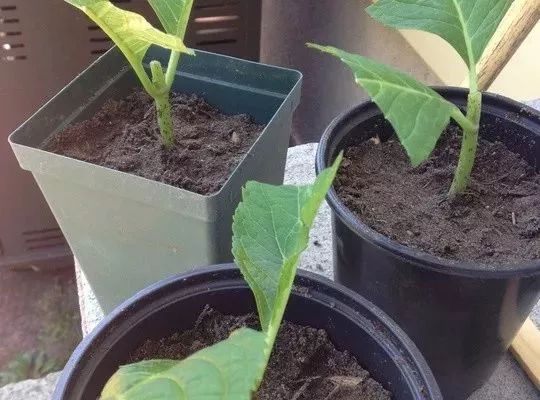 春节扦插这几种植物一插一个活一个月后爆满盆