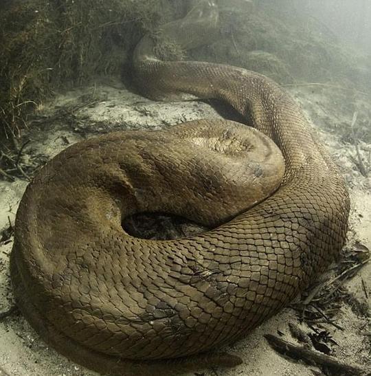 男子在巴西拍到八米长的巨型森蚺 罕见超级大蛇