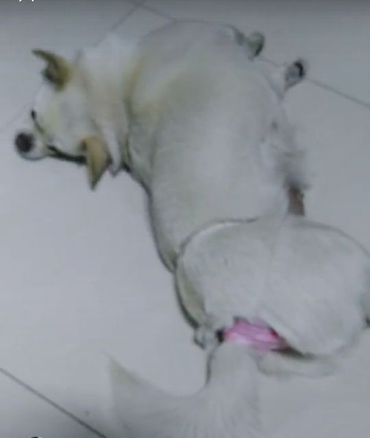 母狗到了生理期,宠主用1招解决烦恼,也让公狗彻底断了念想