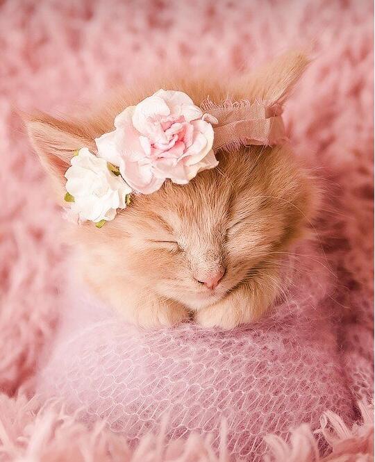 给猫咪拍的一套写真,真的惊艳到了!有机会给自家的主子来一套