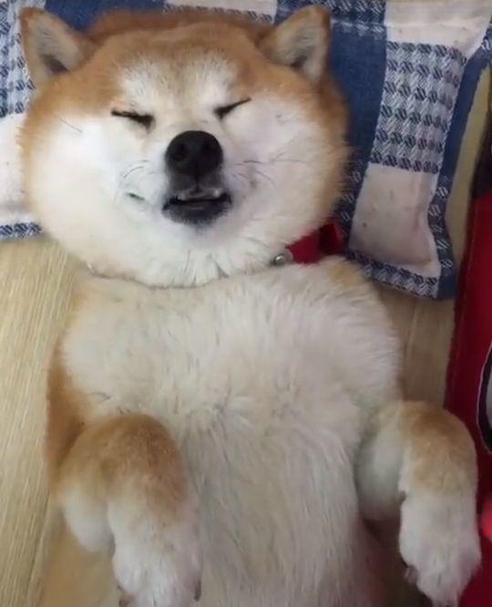 宠主叫不醒沉睡的柴犬, 最后用神器一滴即可, 模样心都要被暖化