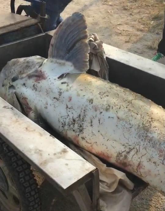 钓到一条三百斤的鱼,赶紧叫来三轮车拖回家,有人十块一斤买