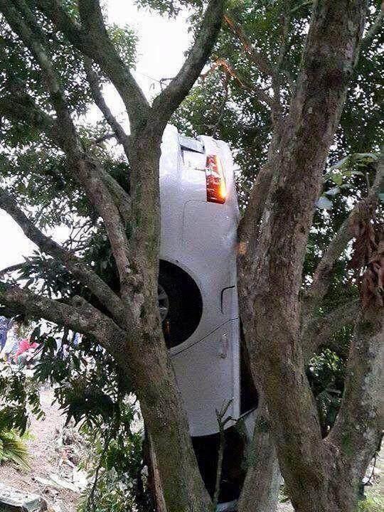 富家女花百万提奥迪,开回家太兴奋奔树上令人哭笑不得-新浪汽车