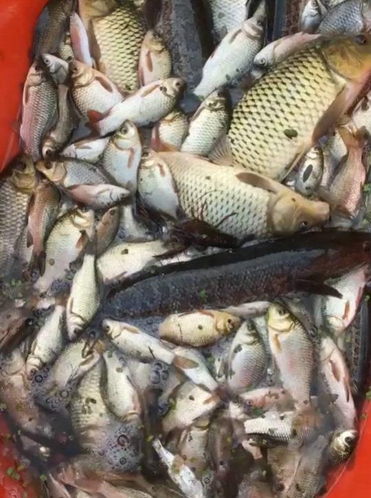 老伯草洞里摸鱼,天寒地冻,看着都冷,鱼获很美