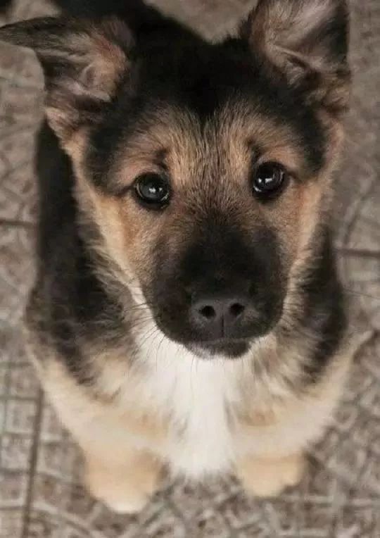 世界上最要命的就是狗狗委屈的看着你,看到那笑表情,心都融化了