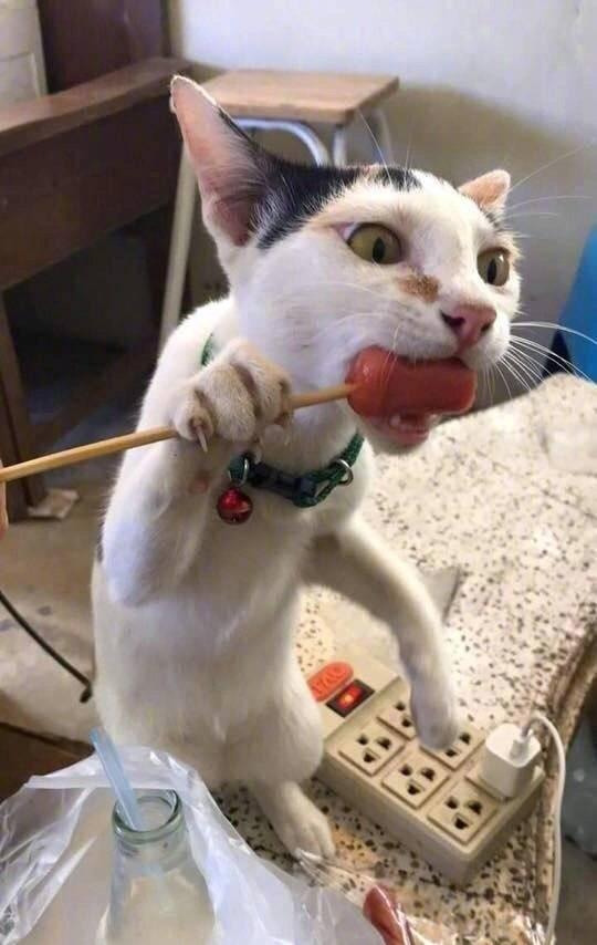 喵星人偷吃食物的那些瞬间,比人偷吃时还搞笑