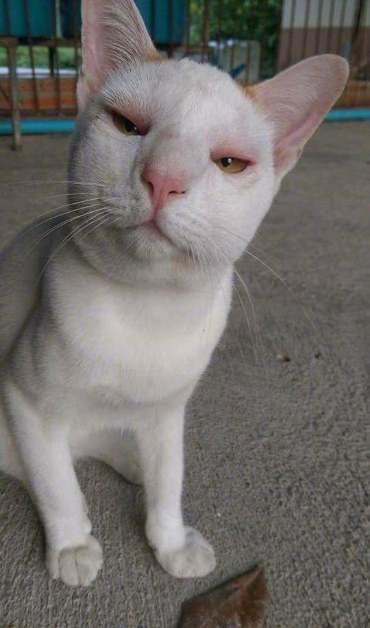 喵星人用各种眼神注视着主人,撩你没商量!