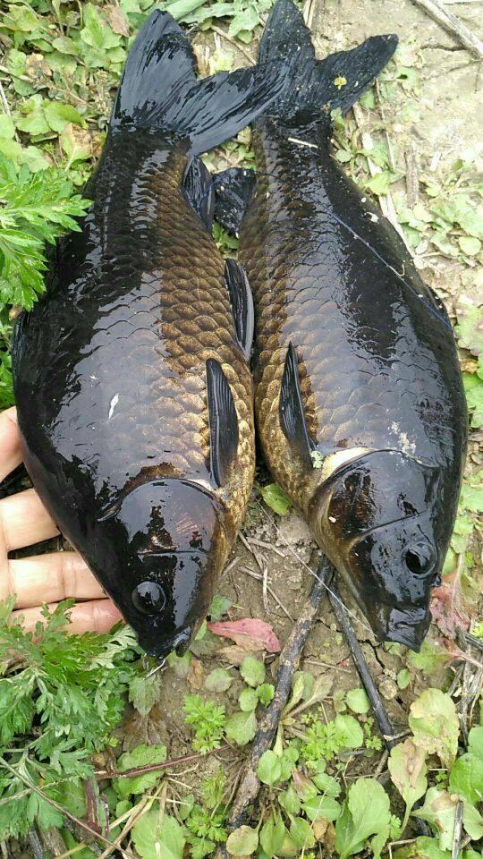 叫做乌龙鲤,本身就是黑色,体型介于鲫鱼和鲤鱼之间