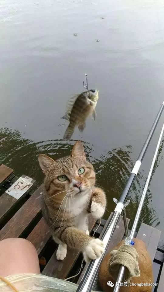 男子带猫咪去钓鱼,分成比例让他很满意