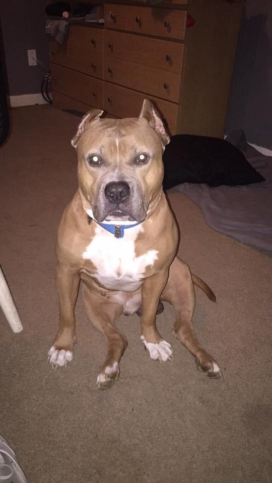 巴斯特|席拉|比特犬_新浪新闻