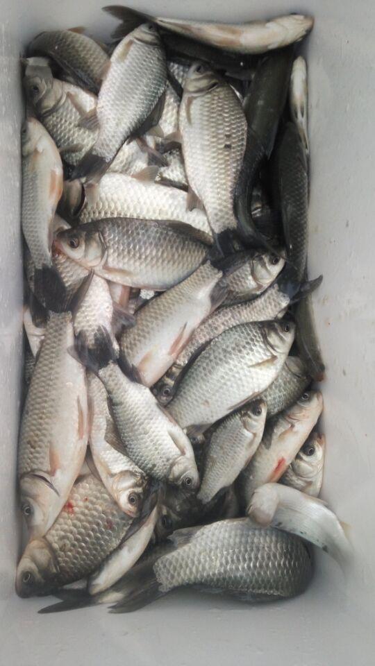 冬季野钓鲫鱼,经典的文章