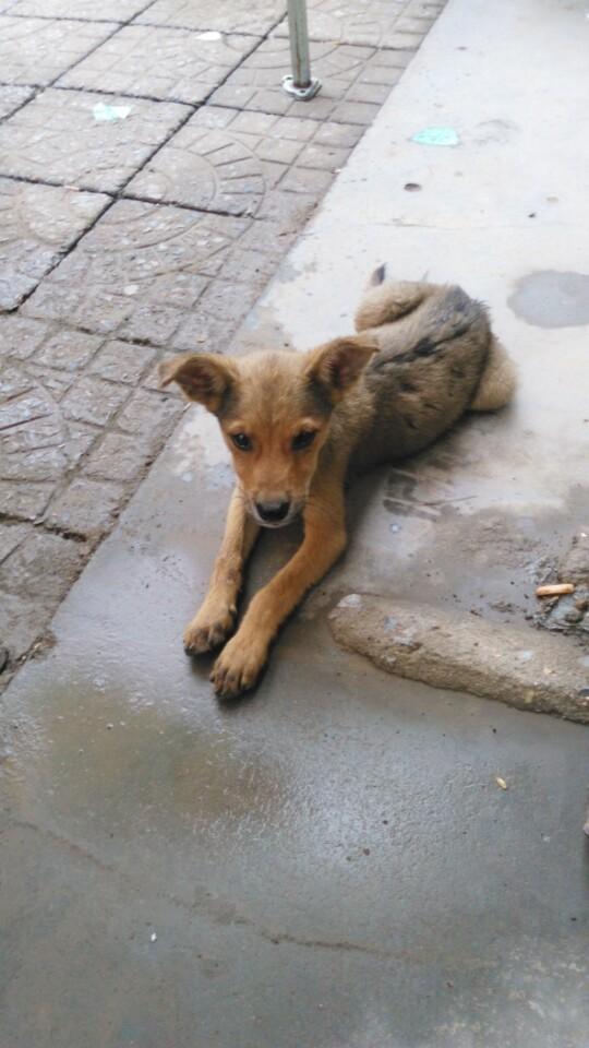 在公园捡到一只小土狗全身消瘦的样子让人心寒