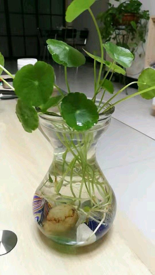 冬天这样水培富贵竹铜钱草白花花的根撑满瓶