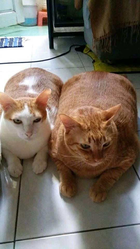 橘猫|猫咪|主人家_新浪新闻