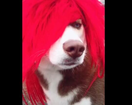 这只狗狗的头被戴上一个红色头发,再配合着这犀利的眼神,真的很不一样