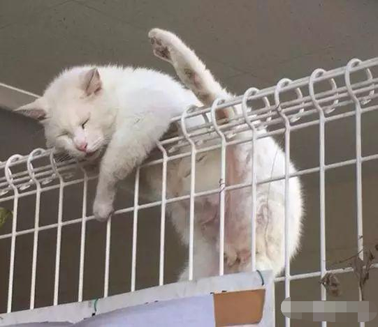 在路上惊见一只被卡住的白猫,赶上去救猫后才发现状况不对!