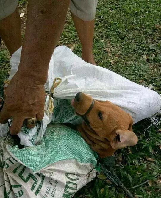 狗狗被绑住嘴巴塞进麻袋运往屠宰场,努力呼吸的样子让人心痛