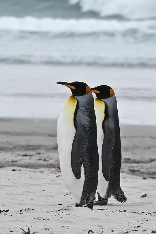 7成王企鹅面临艰难的生存问题