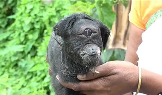 印度独眼山羊脸像外星人一样,只有一只眼睛和一只耳朵的山羊