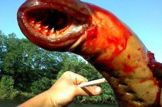 怎么吃得下口|七鳃鳗|名菜|吸盘_新浪新闻