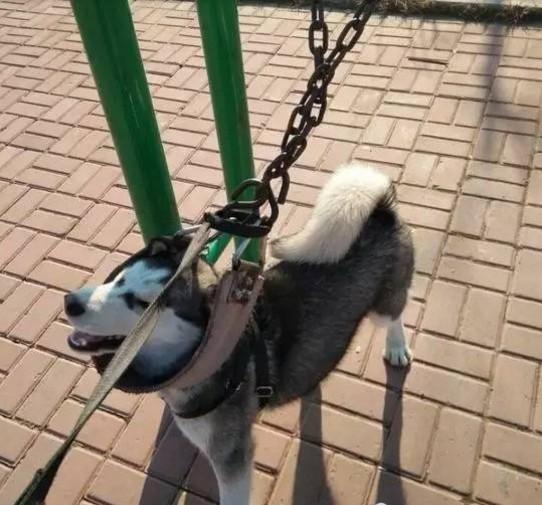 哈士奇见别人荡秋千,好奇心爆棚,用奇特的姿势尝试,结局很二哈