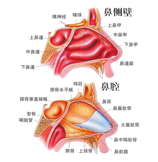 鼻腔|慢性鼻炎|清透_新浪新闻