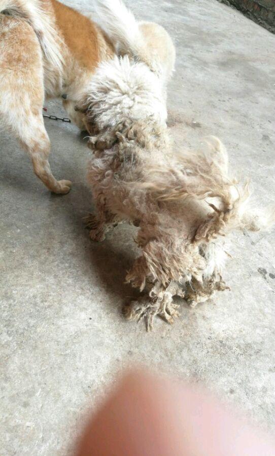 一只浑身毛发打结的流浪狗,看着好可怜,没想到是一只泰迪!